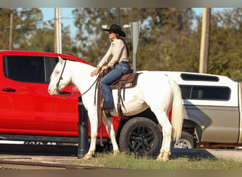 Cheval de trait Croisé, Jument, 4 Ans, 150 cm, Blanc