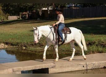 Cheval de trait Croisé, Jument, 4 Ans, 150 cm, Blanc