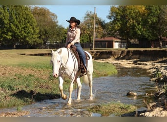 Cheval de trait Croisé, Jument, 4 Ans, 150 cm, Blanc