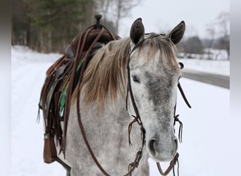 Cheval de trait Croisé, Jument, 4 Ans, 152 cm, Gris