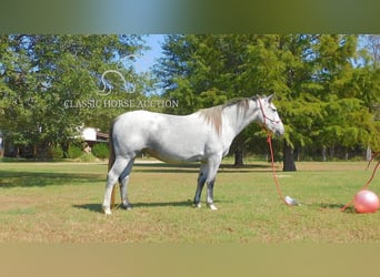 Cheval de trait, Jument, 4 Ans, 152 cm, Gris