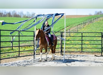 Cheval de trait Croisé, Jument, 4 Ans, 155 cm