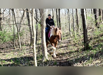 Cheval de trait Croisé, Jument, 4 Ans, 155 cm