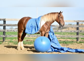 Cheval de trait Croisé, Jument, 4 Ans, 155 cm