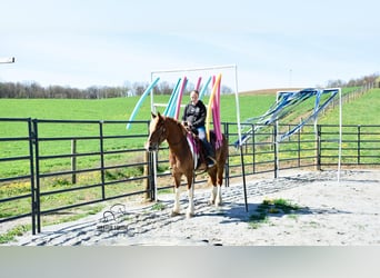 Cheval de trait Croisé, Jument, 4 Ans, 155 cm