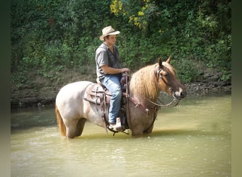 Cheval de trait, Jument, 4 Ans, 155 cm, Rouan Rouge