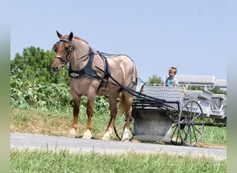 Cheval de trait, Jument, 4 Ans, 155 cm, Rouan Rouge