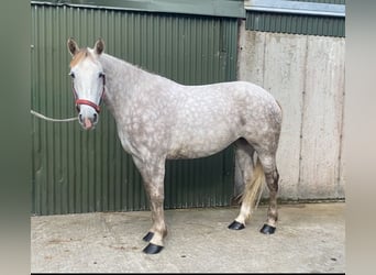 Cheval de trait, Jument, 4 Ans, 160 cm, Gris pommelé
