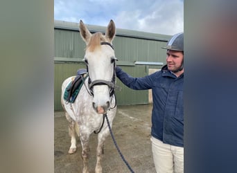 Cheval de trait, Jument, 4 Ans, 160 cm, Gris pommelé