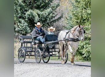 Cheval de trait Croisé, Jument, 4 Ans, 163 cm, Rouan Rouge