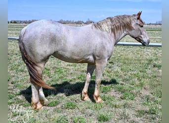 Cheval de trait Croisé, Jument, 4 Ans, 163 cm, Rouan Rouge