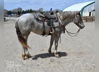 Cheval de trait Croisé, Jument, 4 Ans, 163 cm, Rouan Rouge