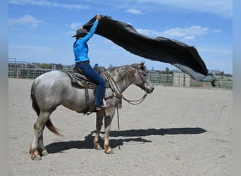 Cheval de trait Croisé, Jument, 4 Ans, 163 cm, Rouan Rouge