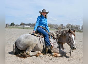 Cheval de trait Croisé, Jument, 4 Ans, 163 cm, Rouan Rouge