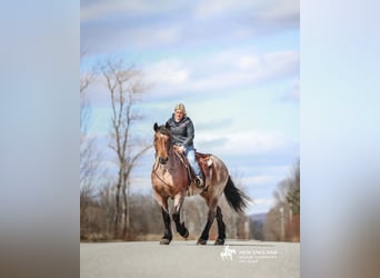 Cheval de trait Croisé, Jument, 4 Ans, 170 cm, Roan-Bay