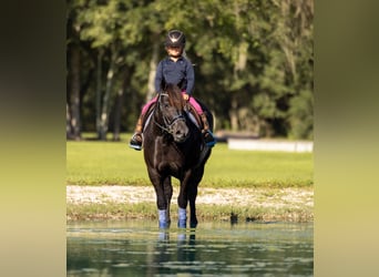 Cheval de trait Croisé, Jument, 4 Ans, Noir