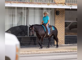 Cheval de trait Croisé, Jument, 4 Ans, Noir