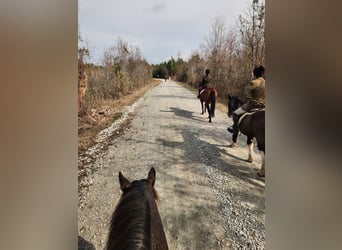 Cheval de trait Croisé, Jument, 4 Ans, Rouan Bleu