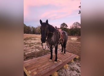 Cheval de trait Croisé, Jument, 4 Ans, Rouan Bleu