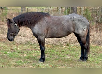 Cheval de trait Croisé, Jument, 4 Ans, Rouan Bleu