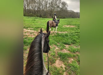 Cheval de trait Croisé, Jument, 4 Ans, Rouan Bleu