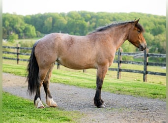 Cheval de trait Croisé, Jument, 4 Ans, Rouan Rouge