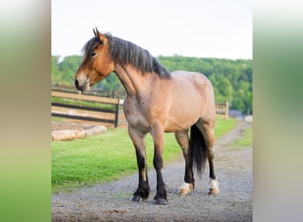 Cheval de trait Croisé, Jument, 4 Ans, Rouan Rouge