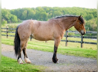 Cheval de trait Croisé, Jument, 4 Ans, Rouan Rouge