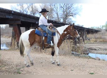 Cheval de trait Croisé, Jument, 5 Ans, 145 cm, Pinto