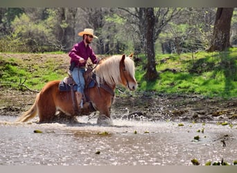 Cheval de trait Croisé, Jument, 5 Ans, 150 cm, Alezan brûlé