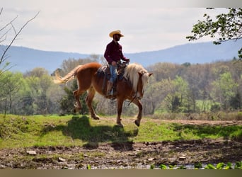Cheval de trait Croisé, Jument, 5 Ans, 150 cm, Alezan brûlé