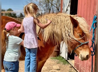 Cheval de trait Croisé, Jument, 5 Ans, 150 cm, Alezan brûlé