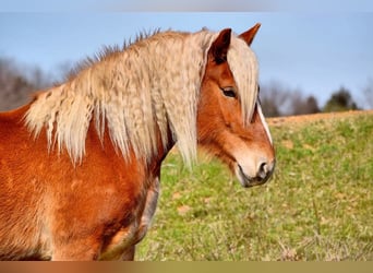 Cheval de trait Croisé, Jument, 5 Ans, 150 cm, Alezan brûlé