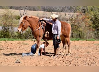 Cheval de trait Croisé, Jument, 5 Ans, 150 cm, Alezan brûlé
