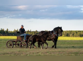 Cheval de trait Croisé, Jument, 5 Ans, 152 cm, Noir
