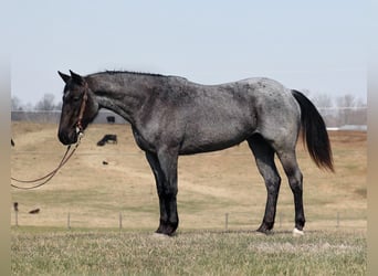 Cheval de trait, Jument, 5 Ans, 152 cm, Rouan Bleu