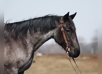 Cheval de trait, Jument, 5 Ans, 152 cm, Rouan Bleu