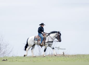 Cheval de trait Croisé, Jument, 5 Ans, 155 cm