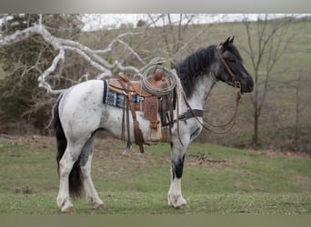 Cheval de trait Croisé, Jument, 5 Ans, 155 cm