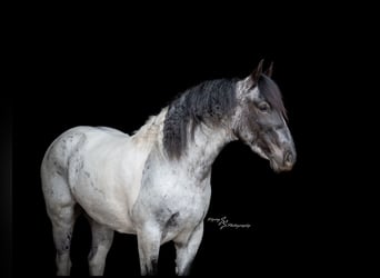 Cheval de trait Croisé, Jument, 5 Ans, 155 cm