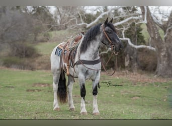 Cheval de trait Croisé, Jument, 5 Ans, 155 cm