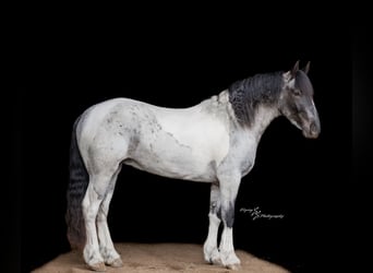 Cheval de trait Croisé, Jument, 5 Ans, 155 cm