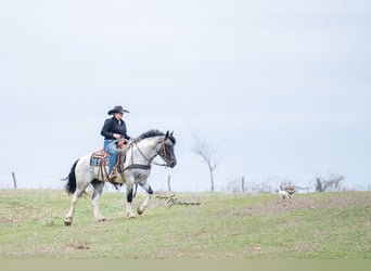 Cheval de trait Croisé, Jument, 5 Ans, 155 cm