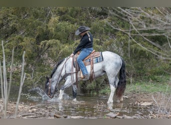Cheval de trait Croisé, Jument, 5 Ans, 155 cm