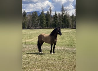 Cheval de trait Croisé, Jument, 5 Ans, 160 cm, Grullo