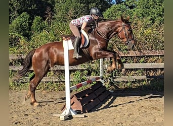Cheval de trait, Jument, 5 Ans, 163 cm, Alezan brûlé