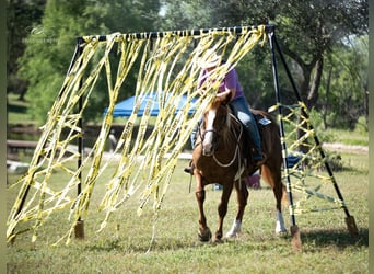 Cheval de trait Croisé, Jument, 5 Ans, 163 cm, Alezan cuivré