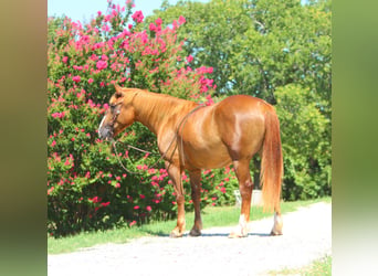 Cheval de trait Croisé, Jument, 5 Ans, 163 cm, Alezan cuivré