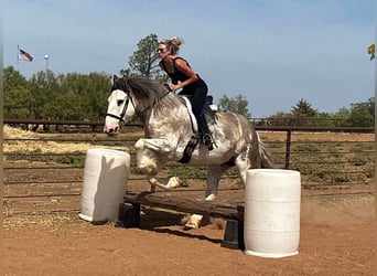 Cheval de trait, Jument, 5 Ans, 163 cm, Rouan Bleu