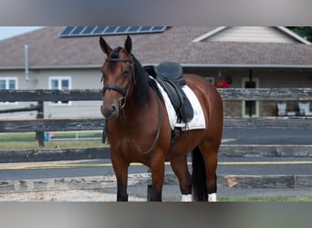 Cheval de trait Croisé, Jument, 5 Ans, Bai cerise